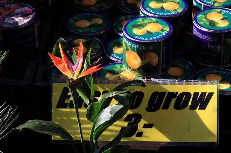 4-Amsterdam,31 maggio 2010.JPG